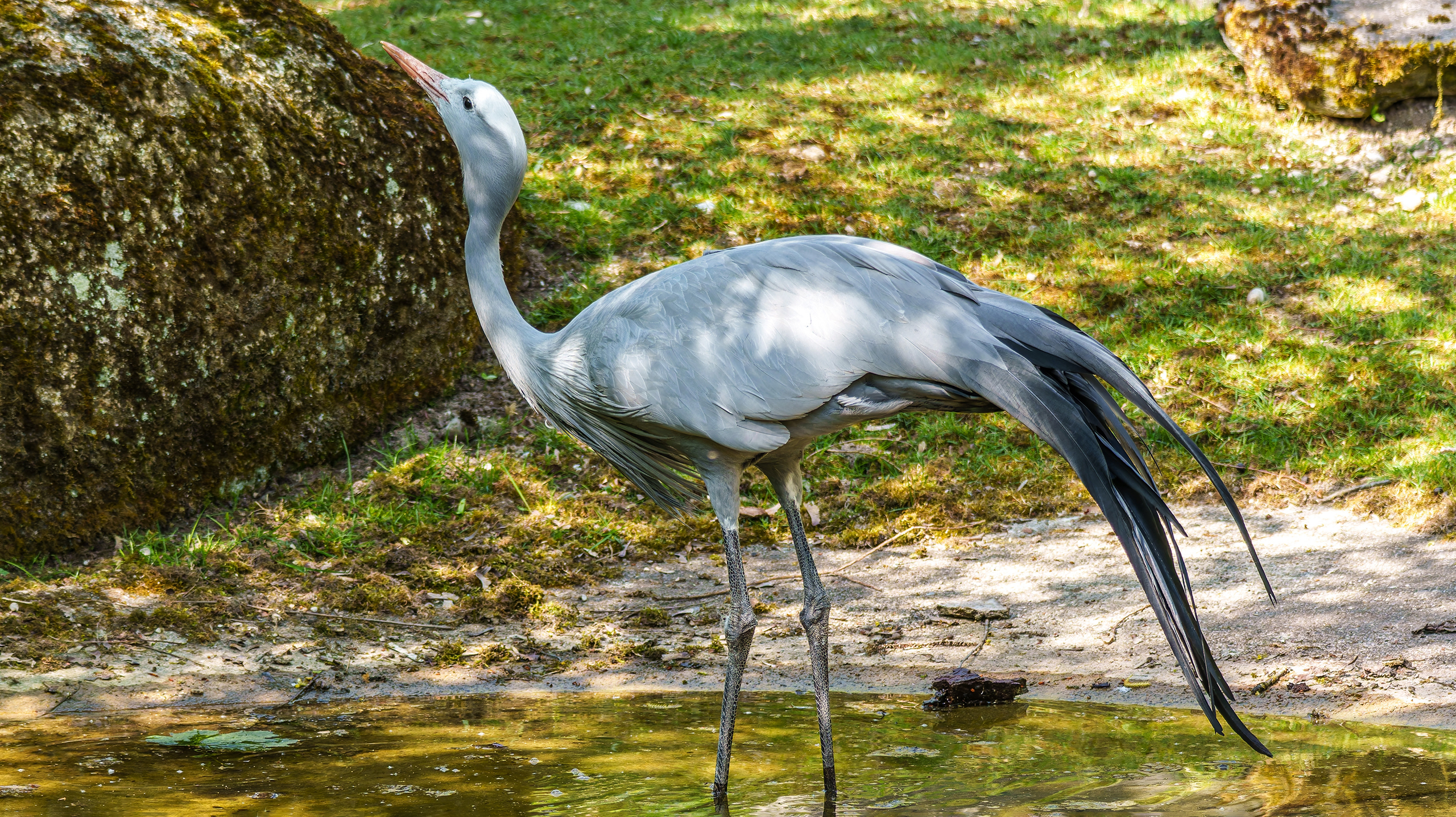 синий журавль