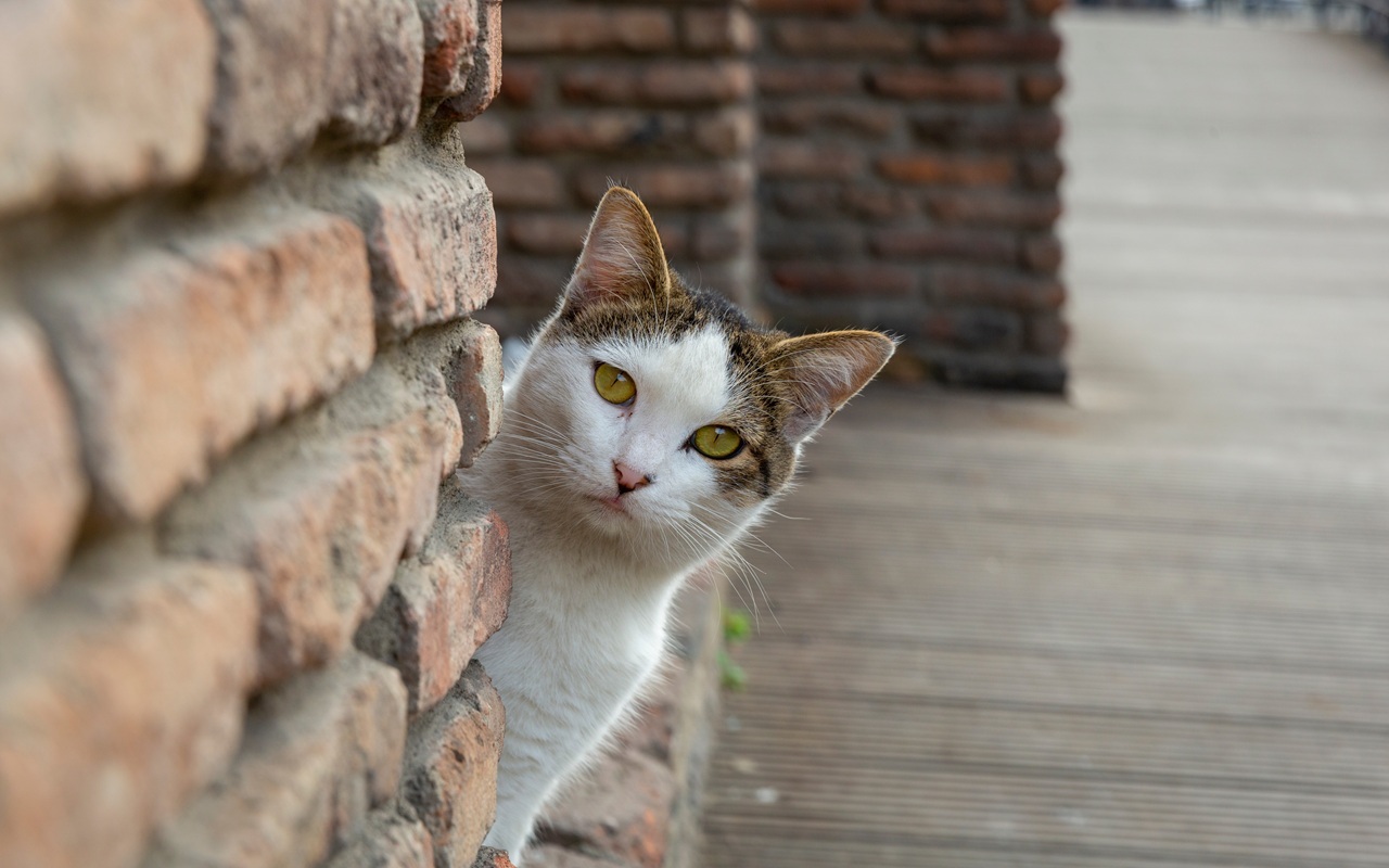 кошка