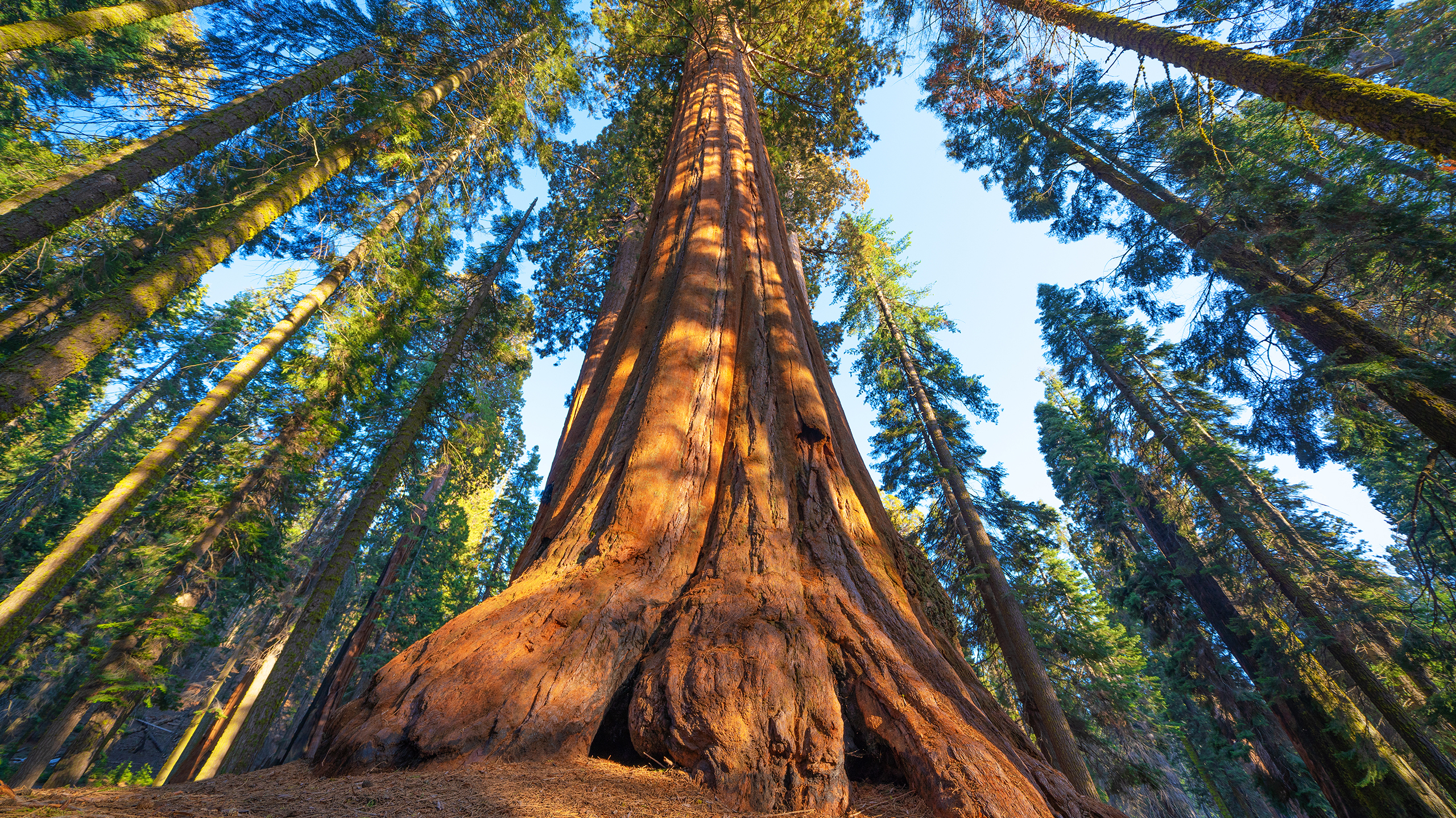 сколько живут деревья