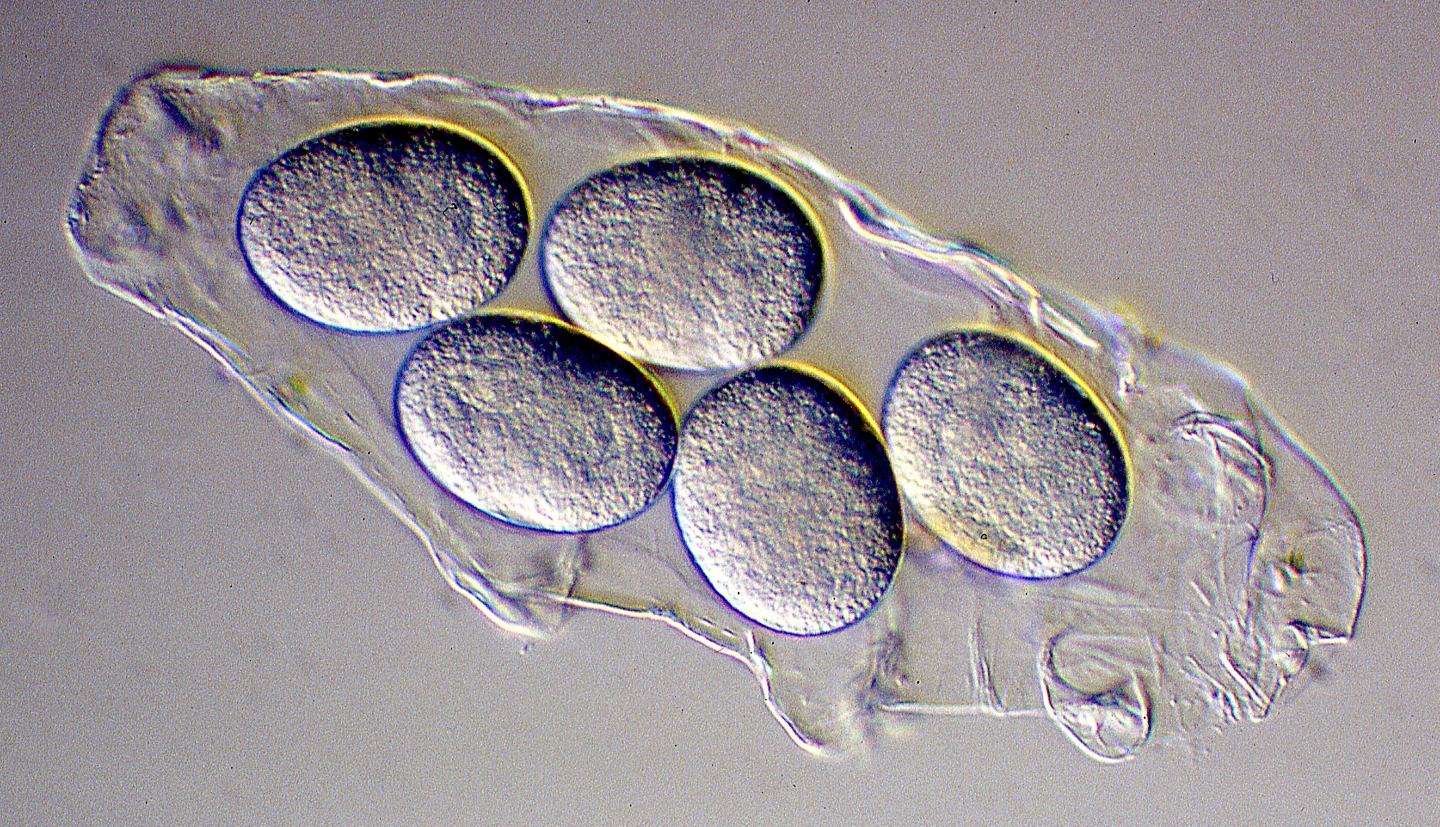 Интересные факты
