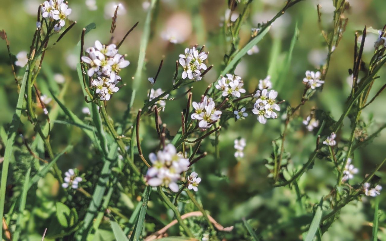Arabidopsis thaliana