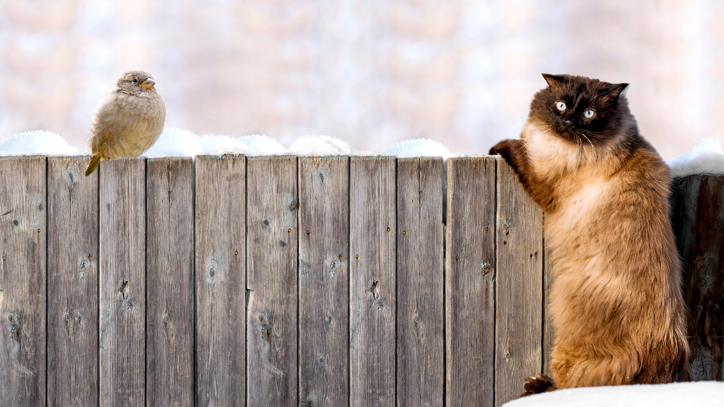 Зимние фотографии из жизни животных снегу, Vaclav, Vladymyr, Ondrej, Bachkova, ктото, зимой, стадо, исландских, будить, Небольшое, ProsickyShutterstockFOTODOMВетреный, лошадей, тигра, амурского, пробежка, BurdiakShutterstockFOTODOMБодрящая, преображает, весны, nataliatamkovichShutterstockFOTODOMА
