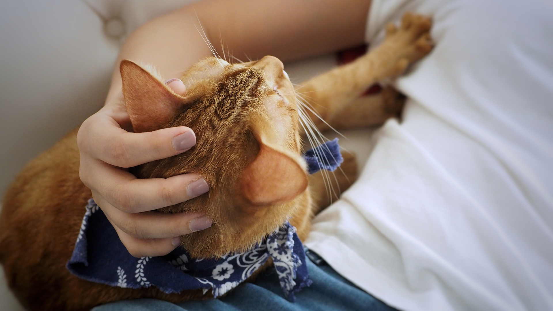 кошки, лапы