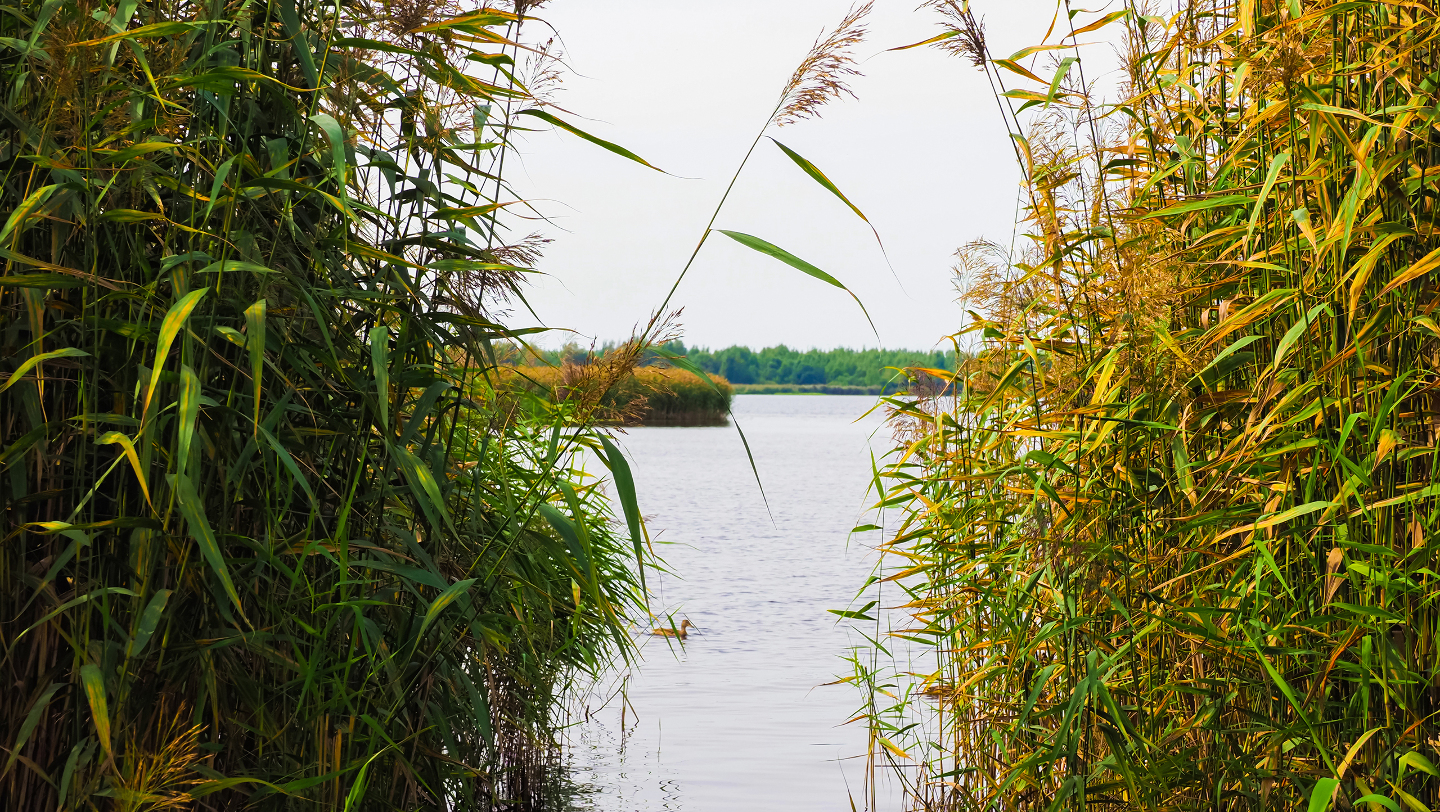 Характер течение