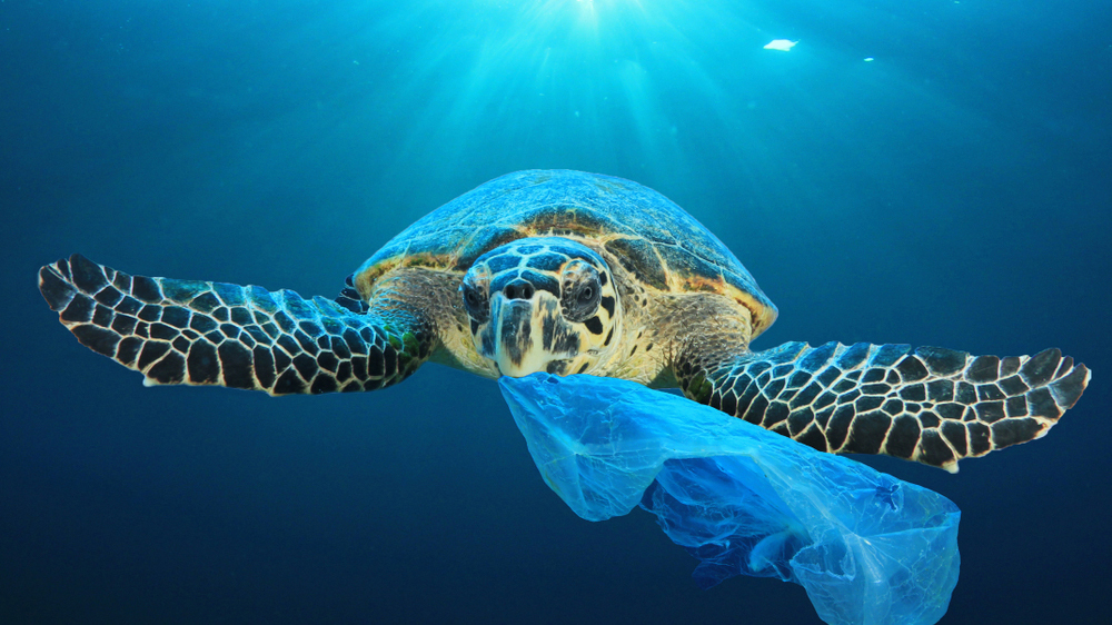 морские черепахи, пластик