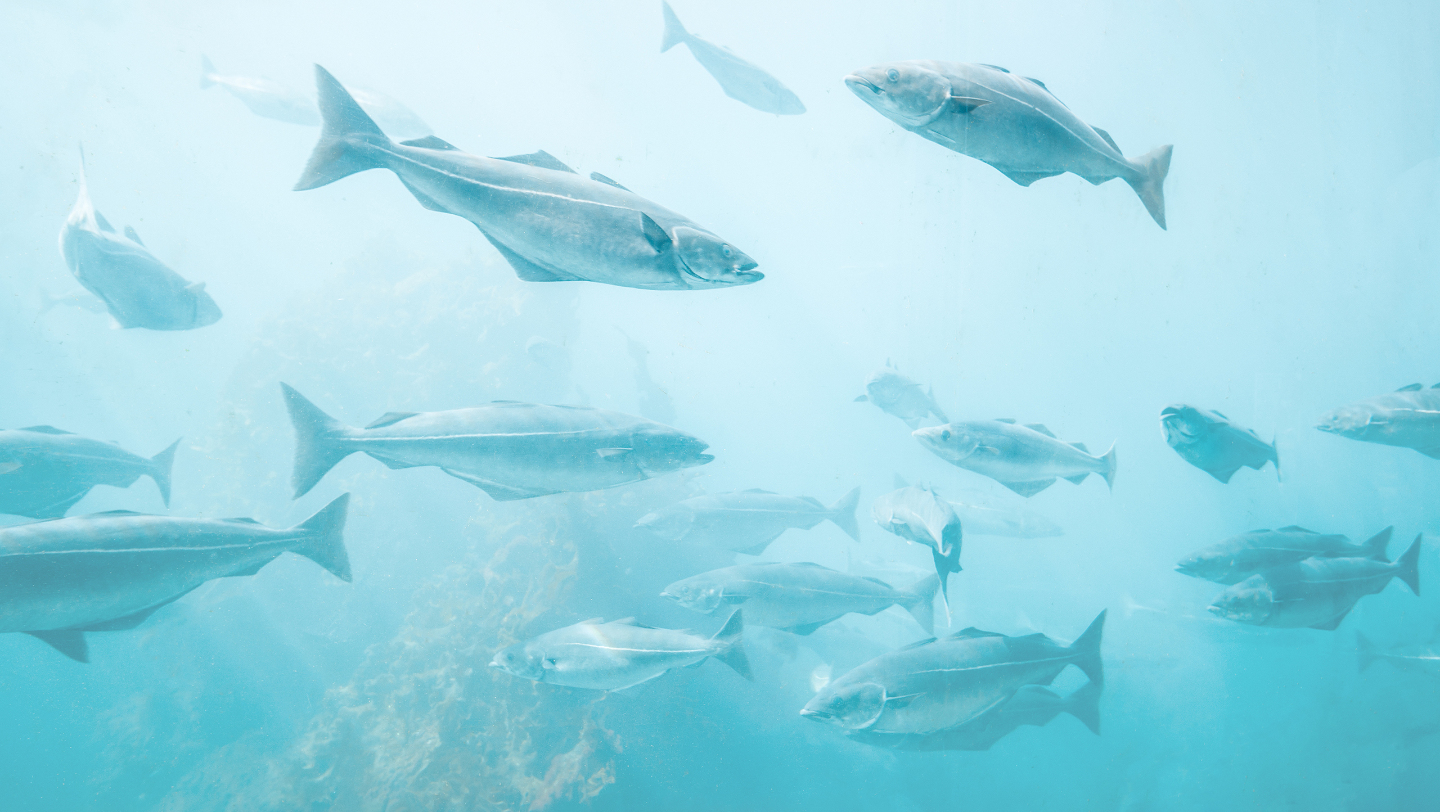 гренландская акула