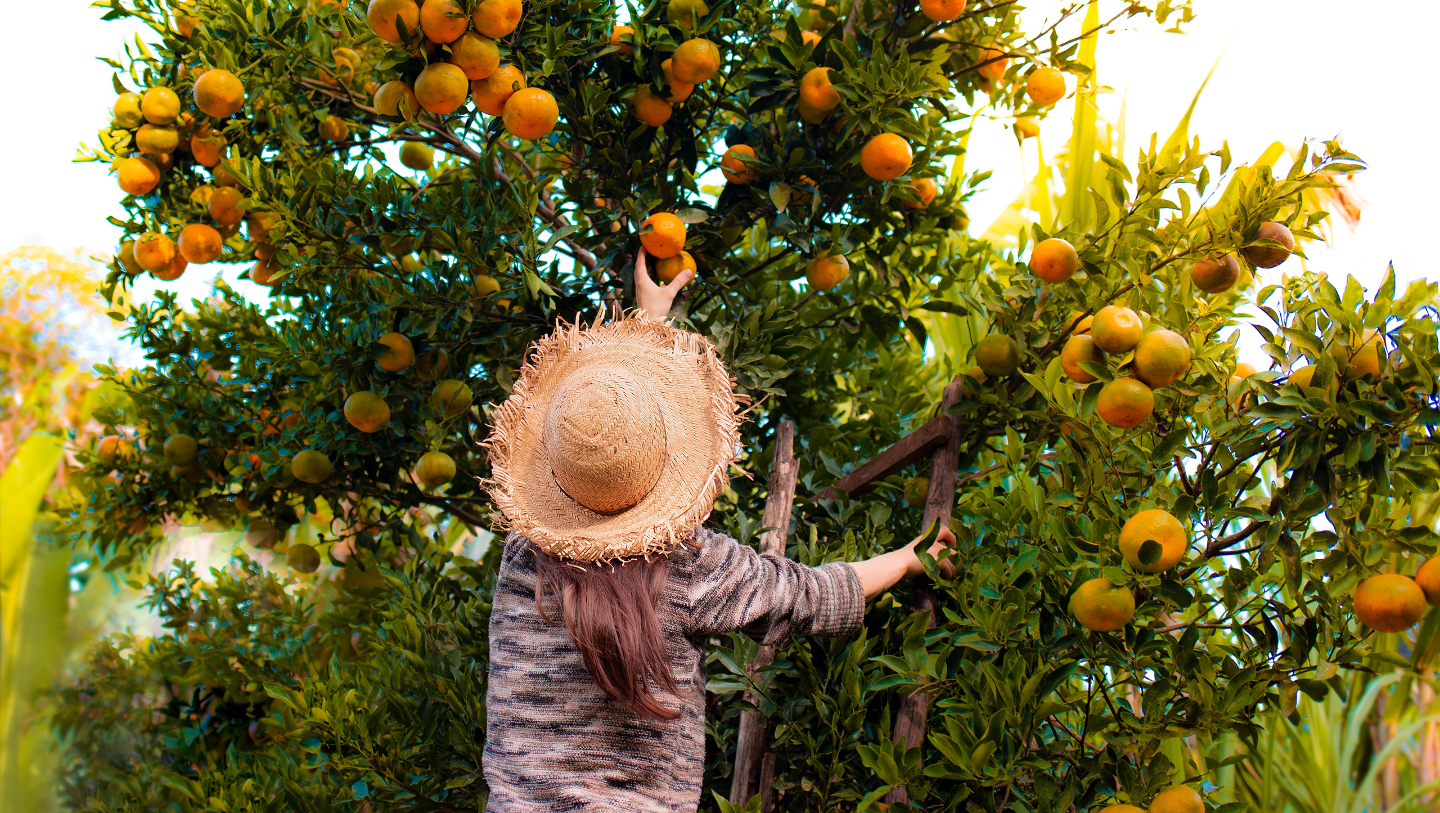 где растут мандарины