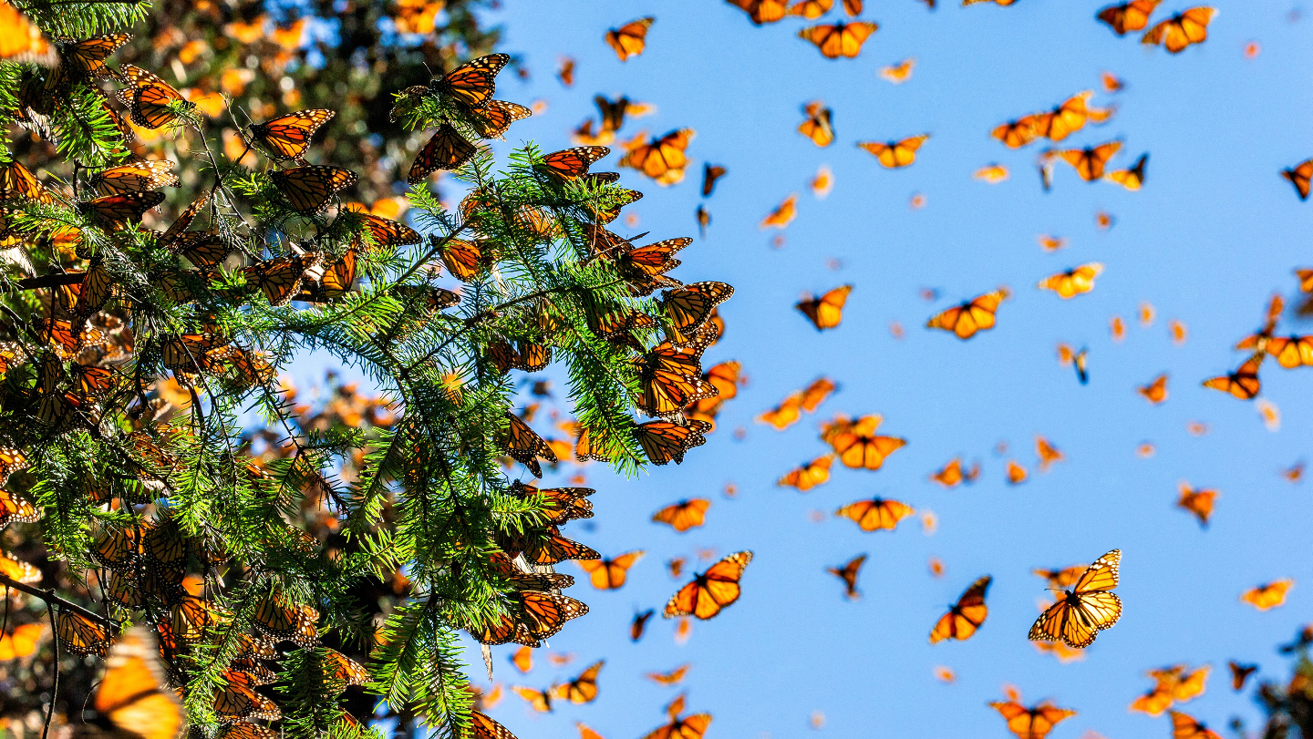 Миграция животных