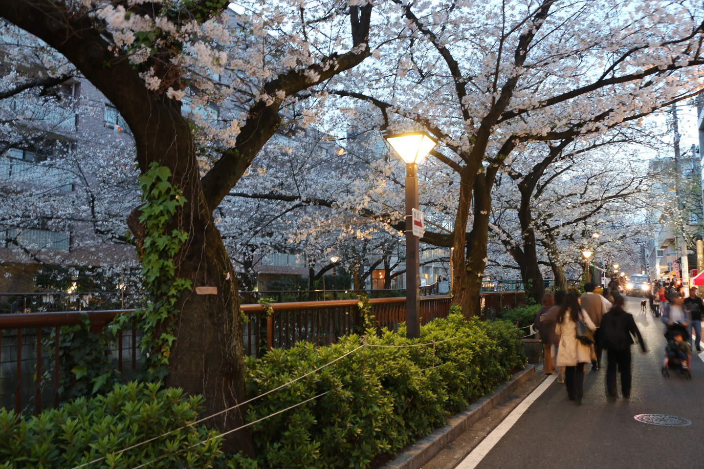 Ханами 2018. Киото Ханами. Roppongi Hills в Японии Ханами. Ханами в Японии. Ханами.