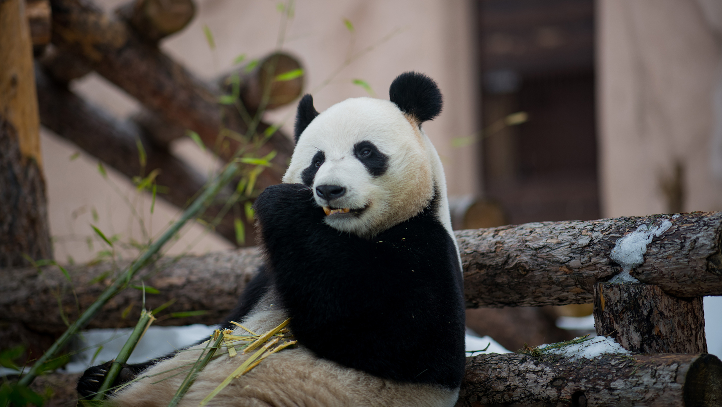 панда в Московском зоопарке
