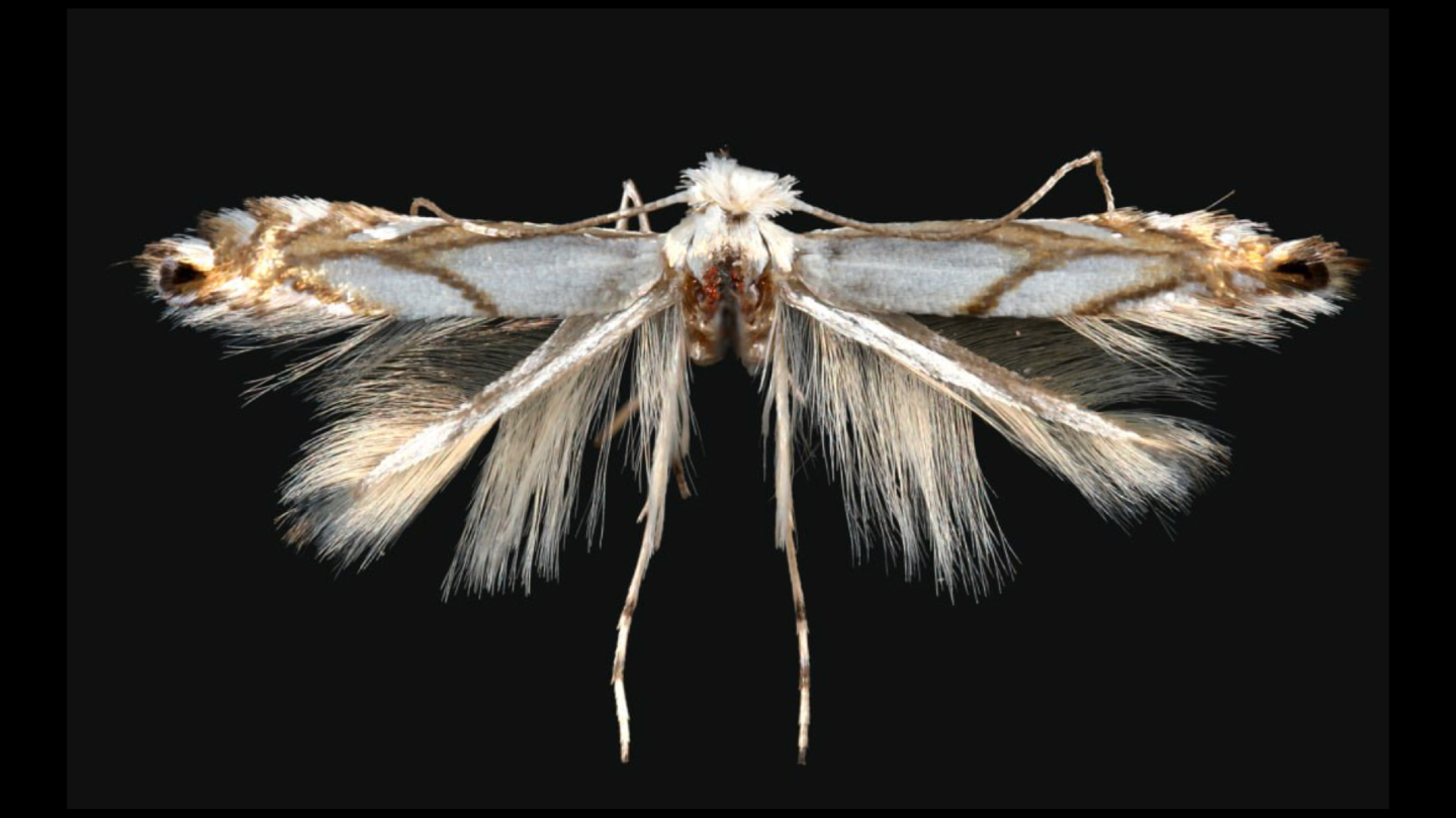 Phyllonorycter leucocorona