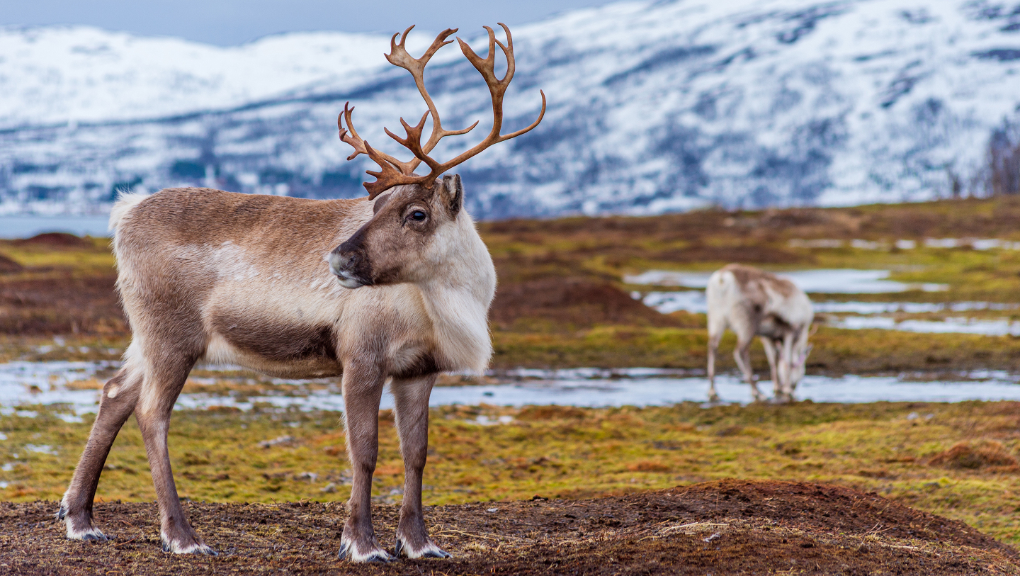 северный олень