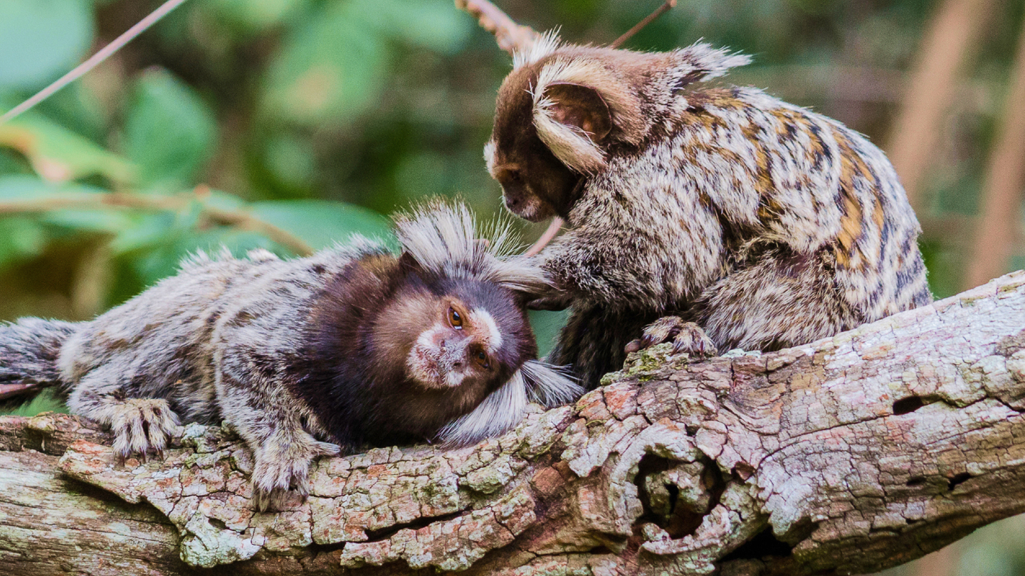 мармозетки