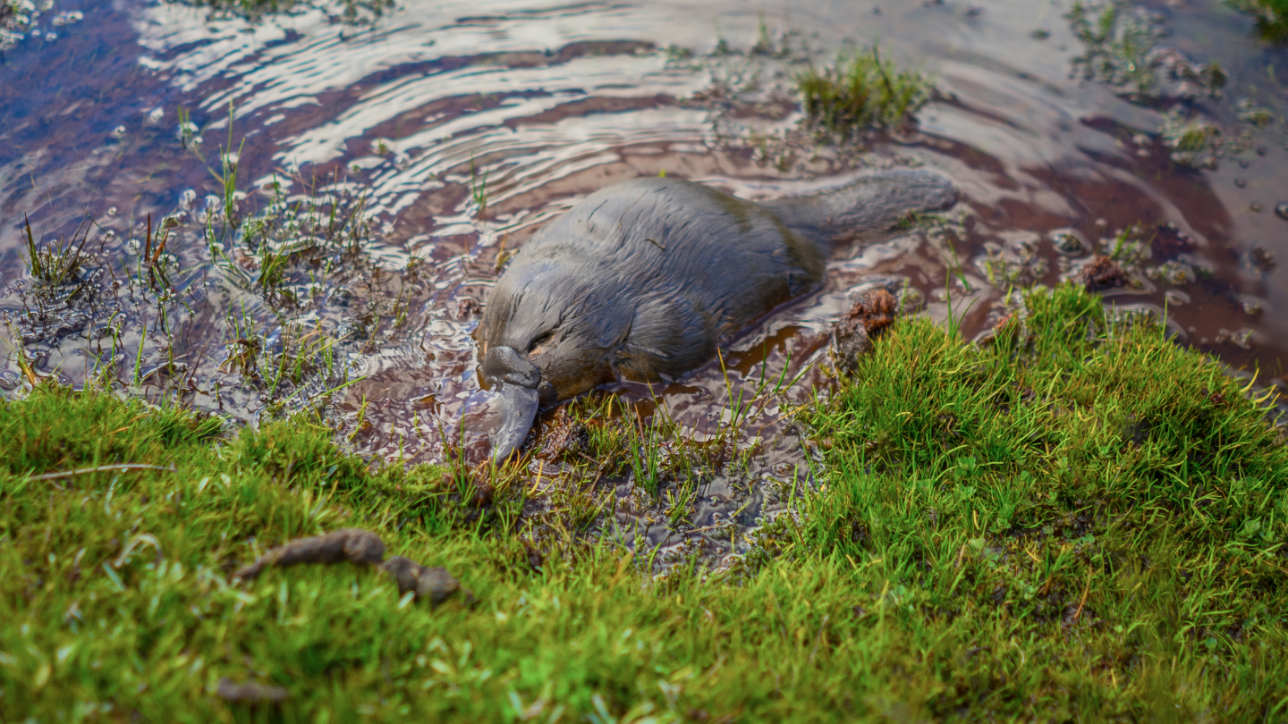 Образ жизни утконоса