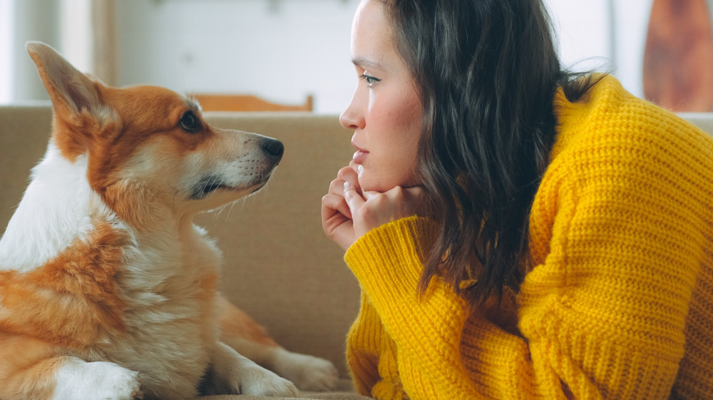 собаки, боль