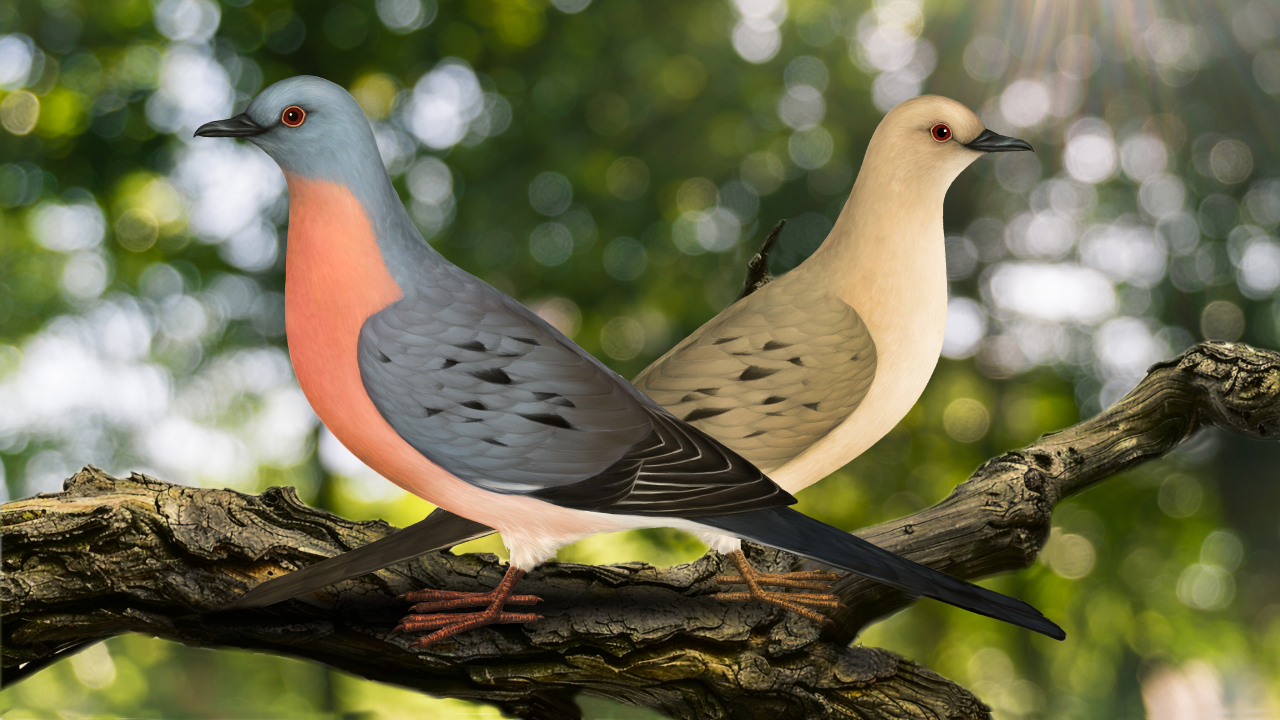 Странствующий голубь