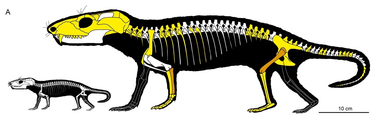 Chiniquodon theotonicus