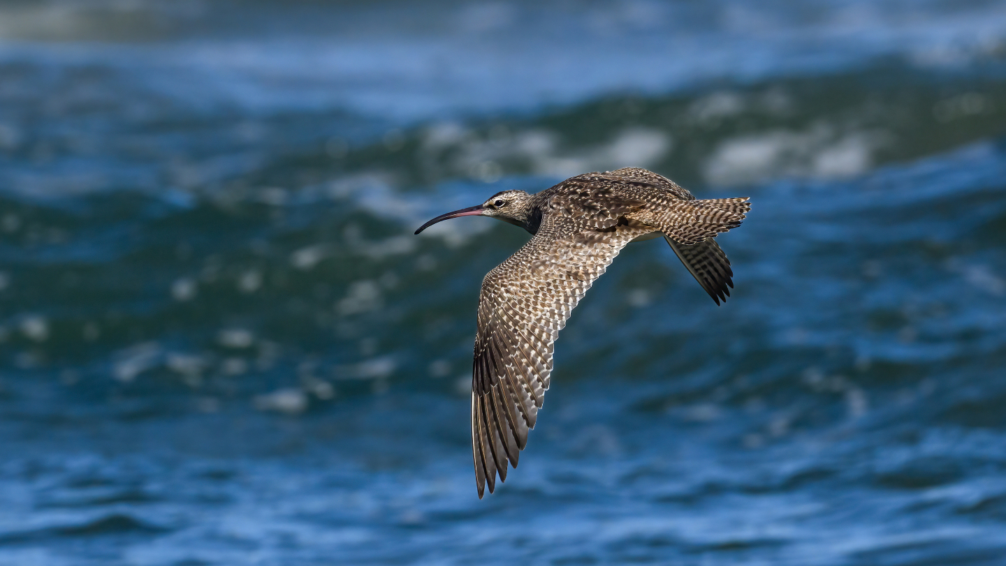 американский средний кроншнеп