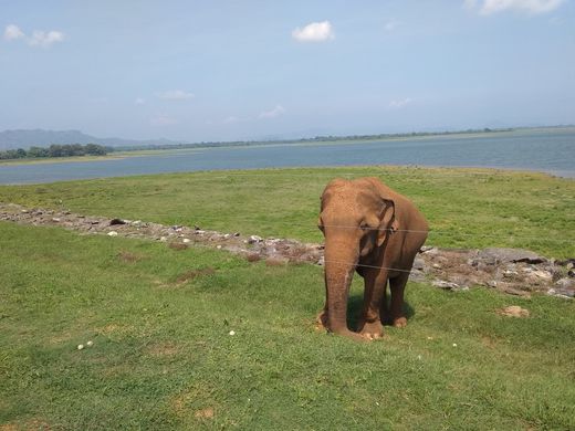 Что такое джип-сафари по Шри-Ланкийски? - Телеканал «Моя Планета»