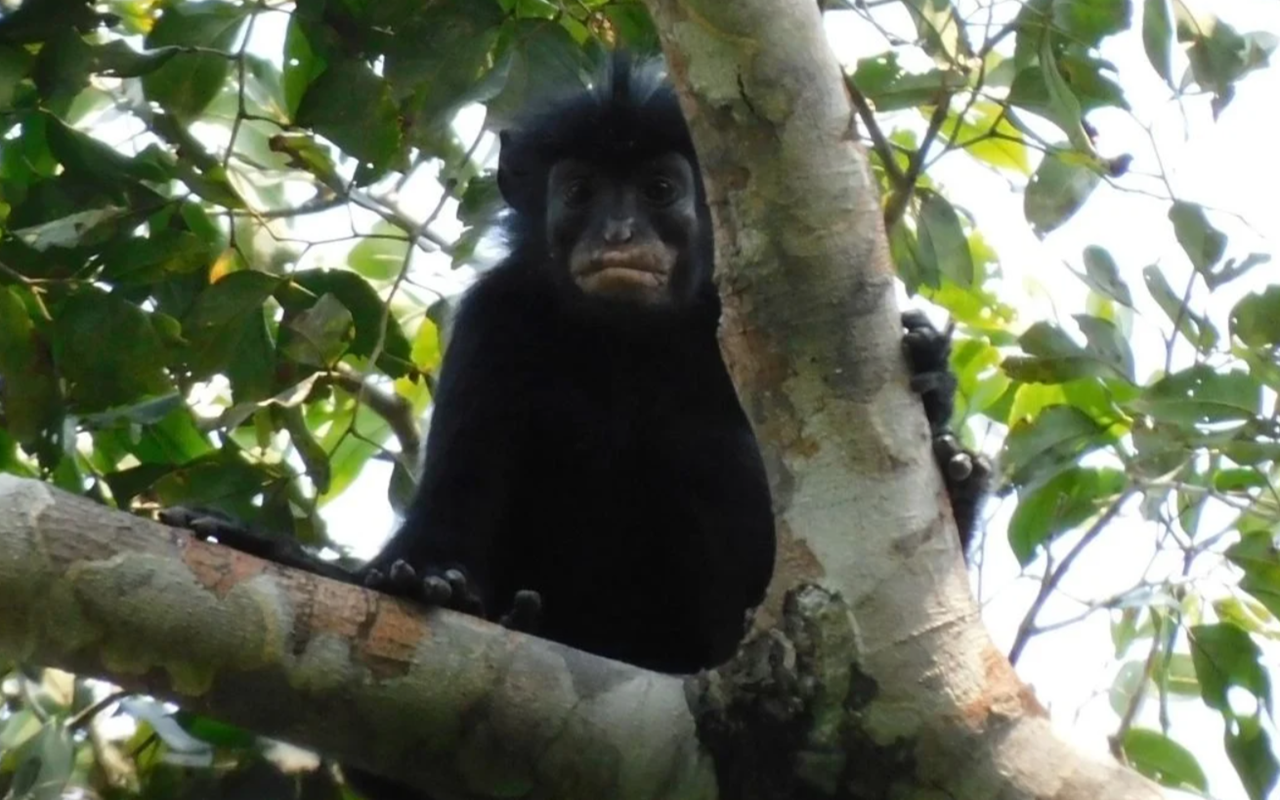 Colobus congoensis