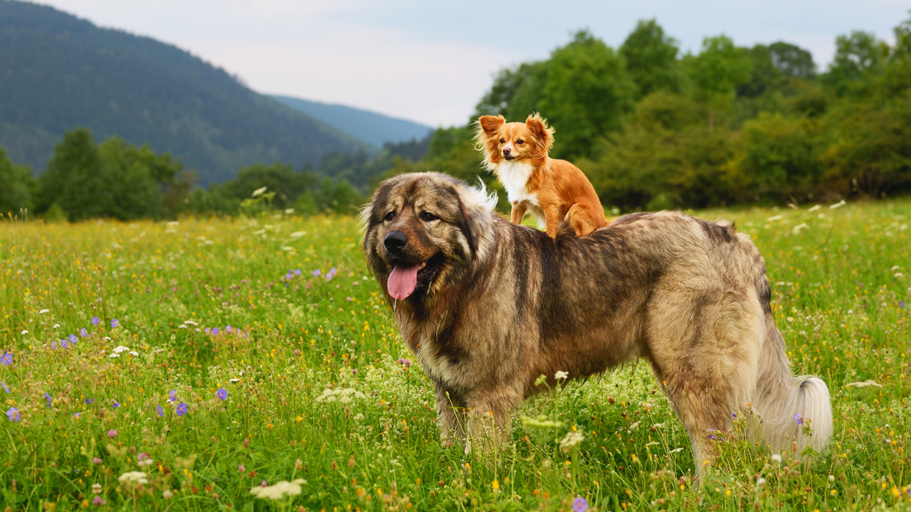 кавказская овчарка