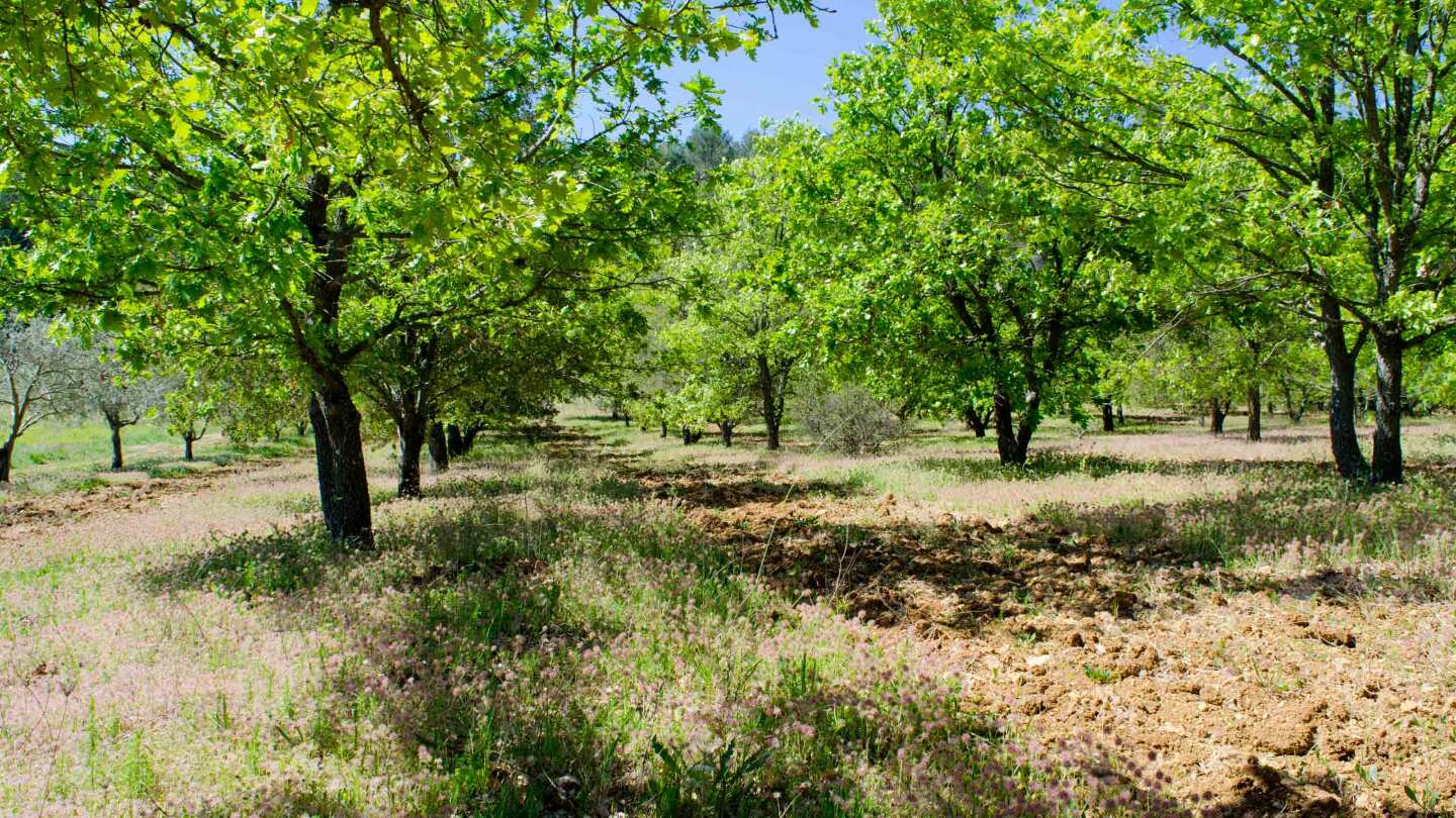 Как трюфели завоевали мир