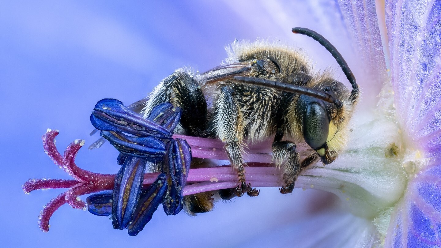 Пчела на цветке