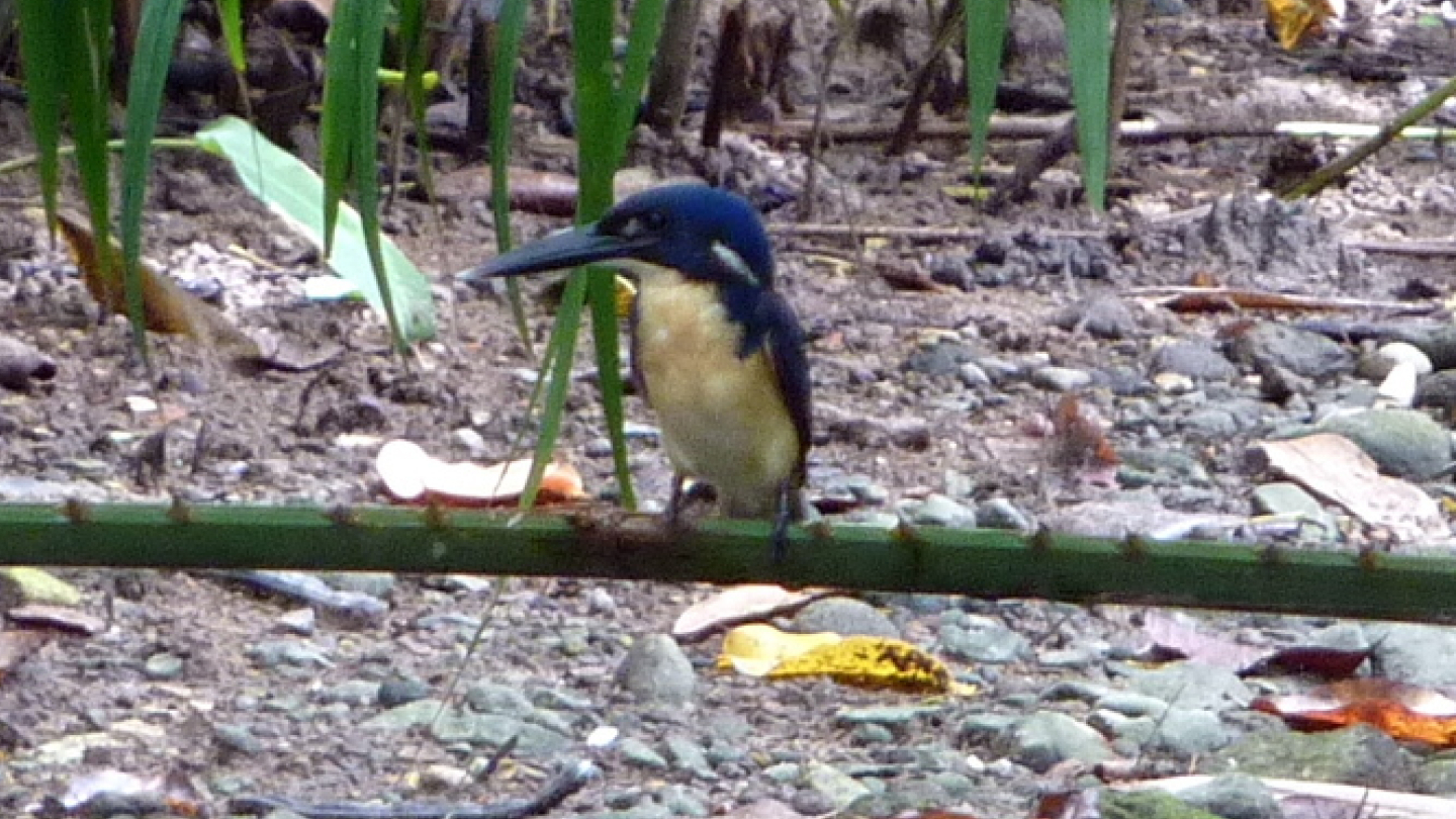 Новогвинейский (бисмаркский лесной) зимородок
