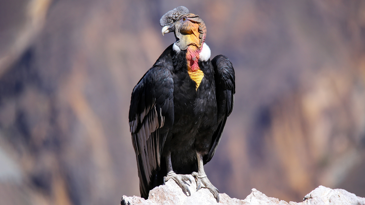 Андский кондор