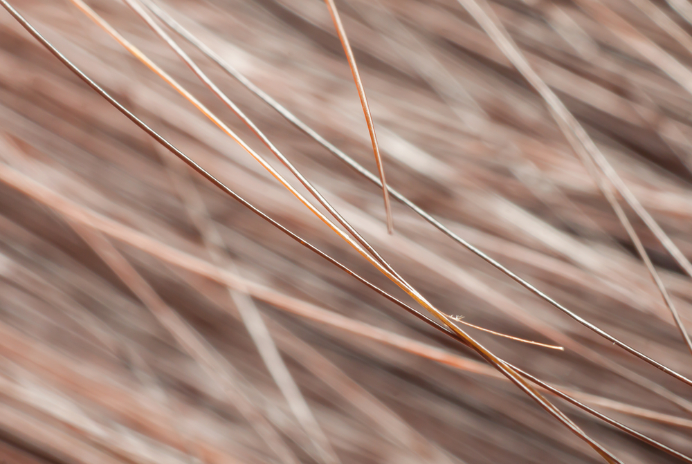 САМЫЕ ДЛИННЫЕ ВОЛОСЫ В МИРЕ 