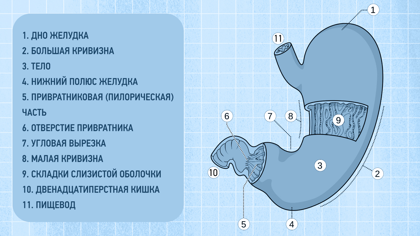 строение желудка
