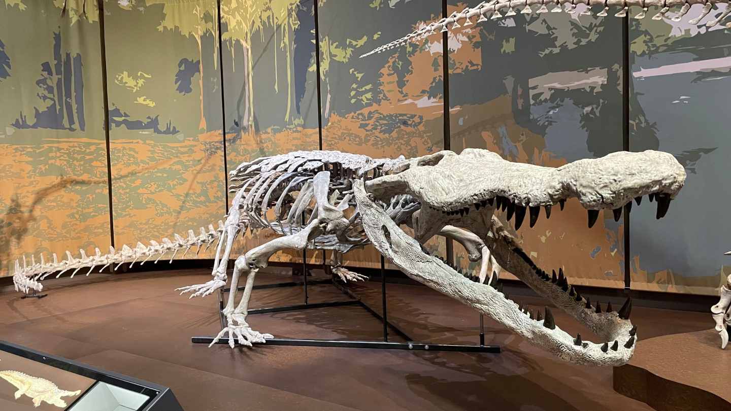 Deinosuchus schwimmeri