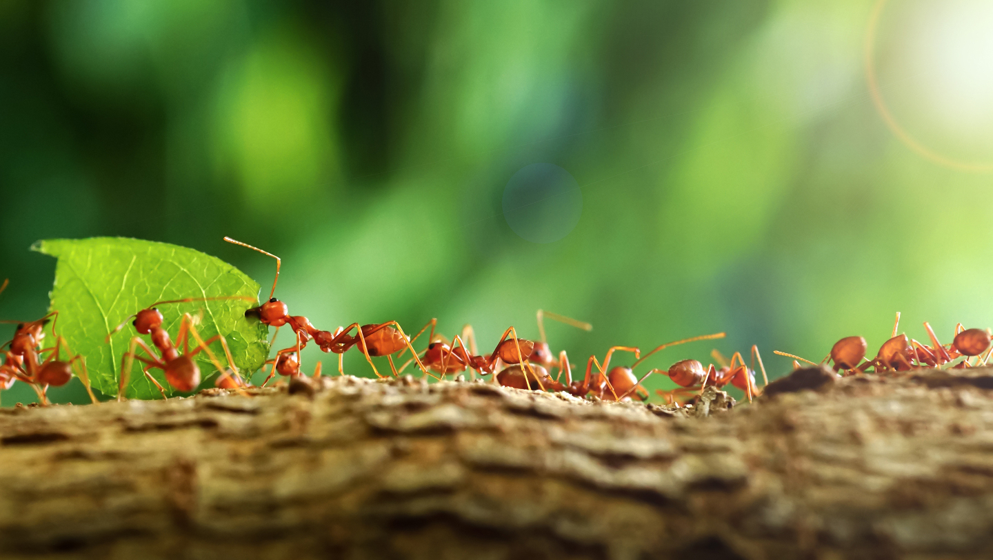 Муравьи