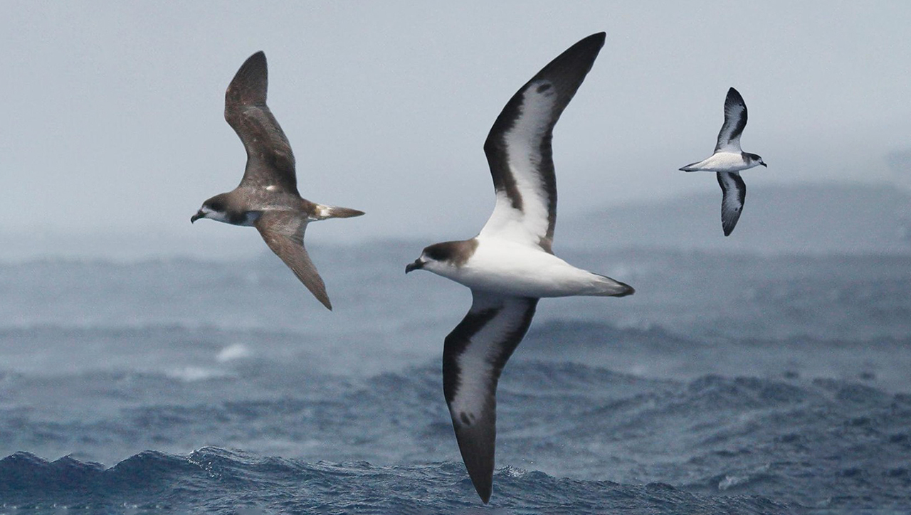 Бермудский тайфунник