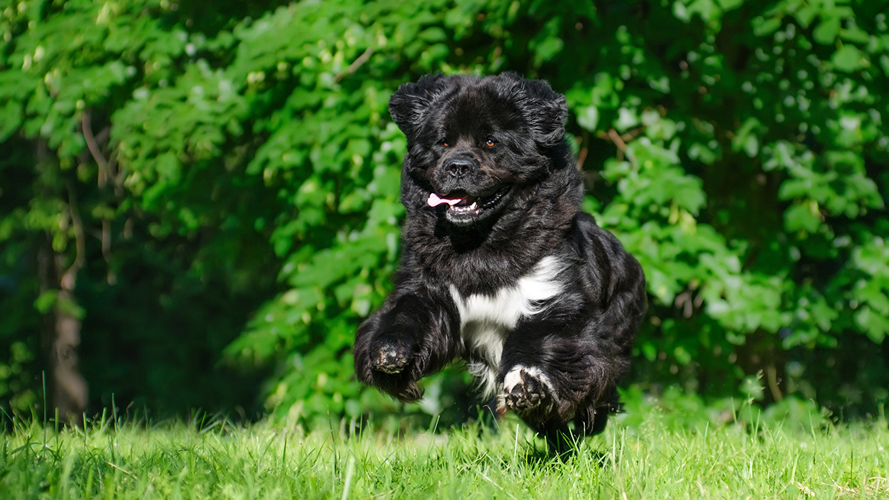 ньюфаундлен