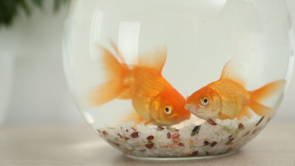 золотая рыбка