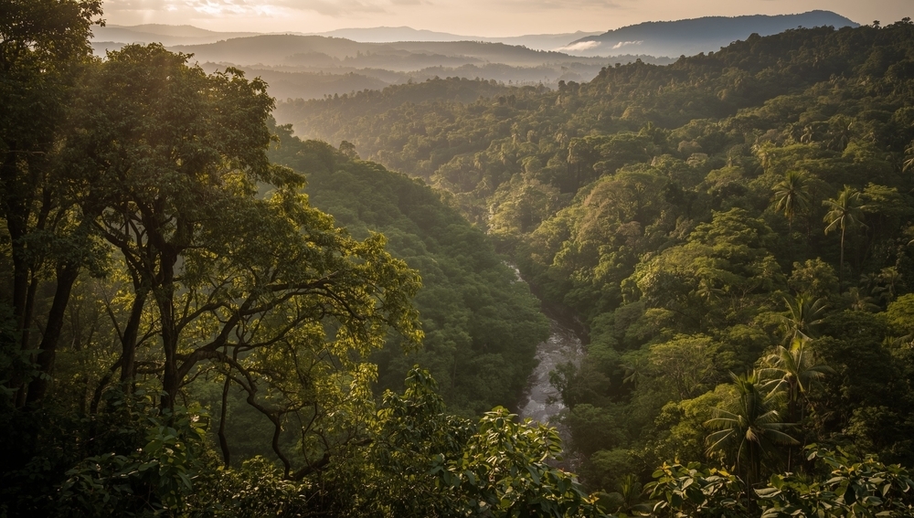 африканские леса