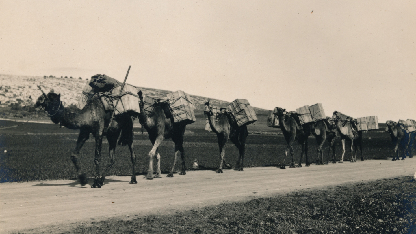 верблюды, австралия, почта