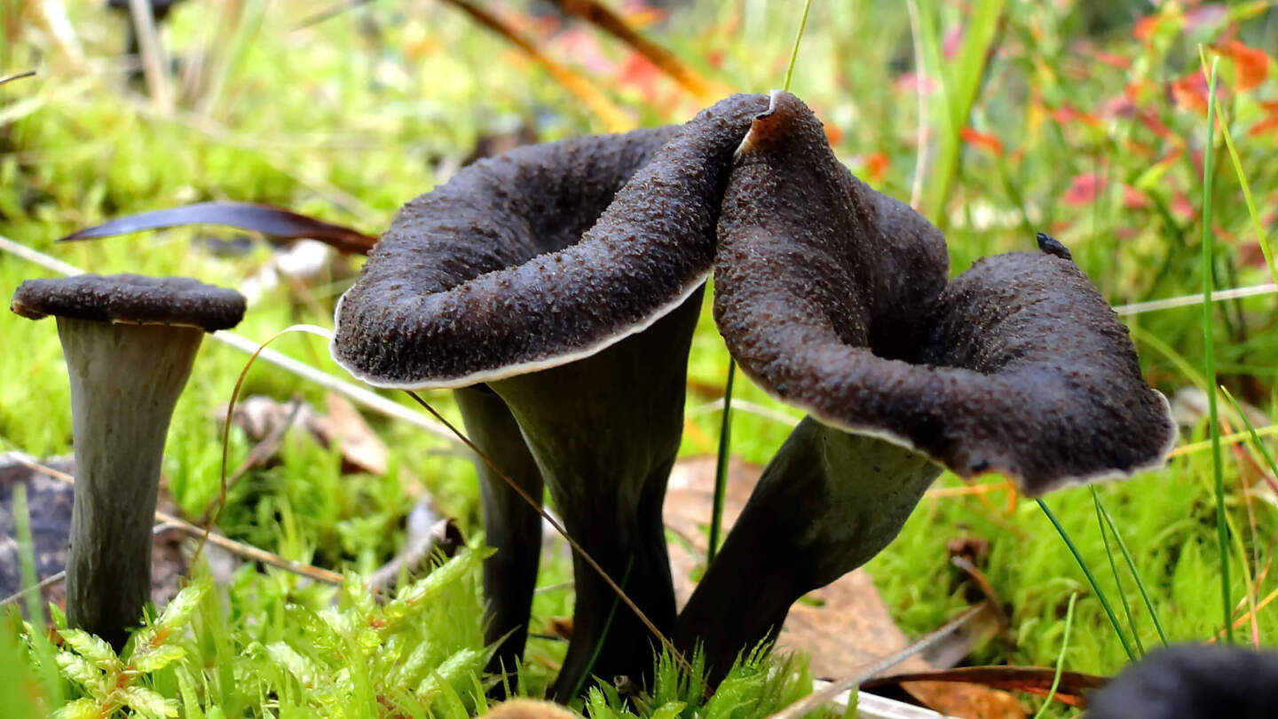 Черная лисичка