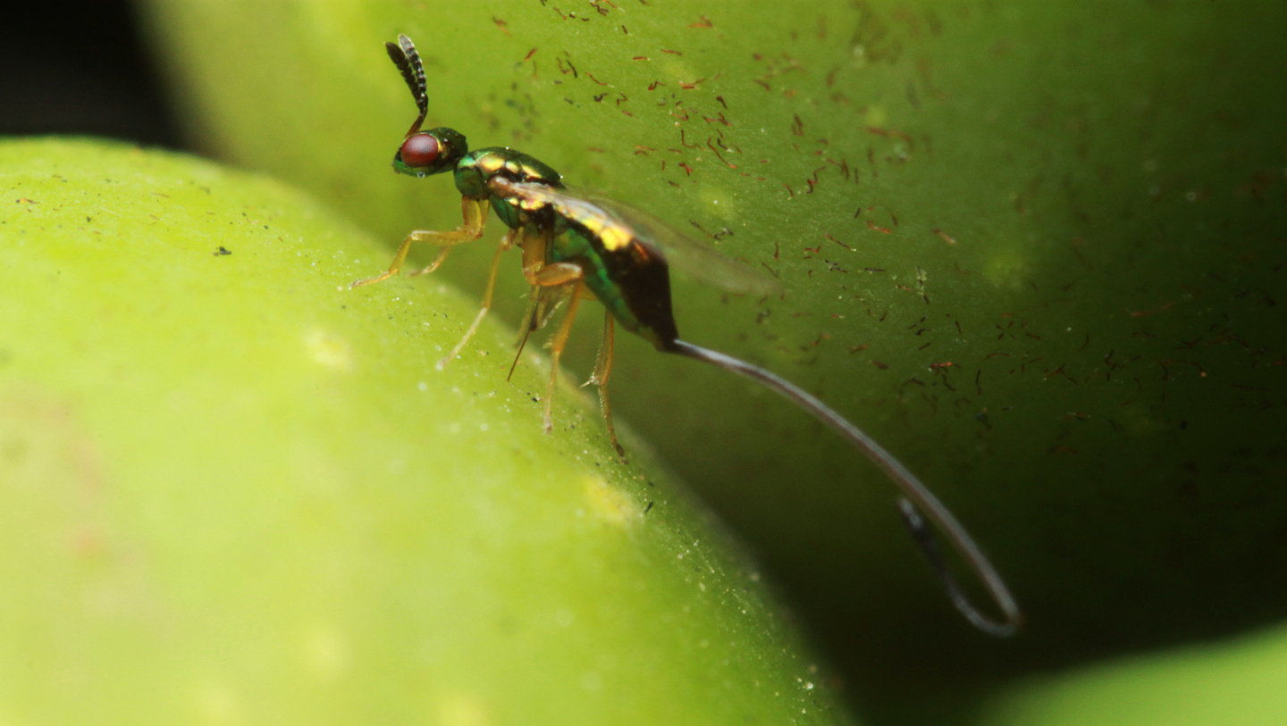 фиговые осы