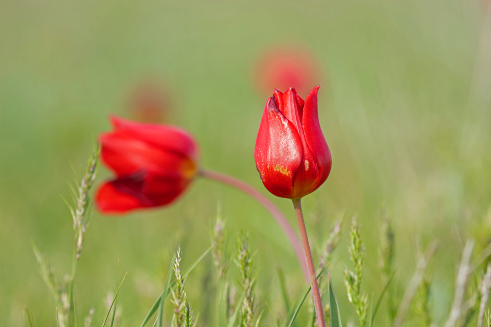 Tulipa schrenkii