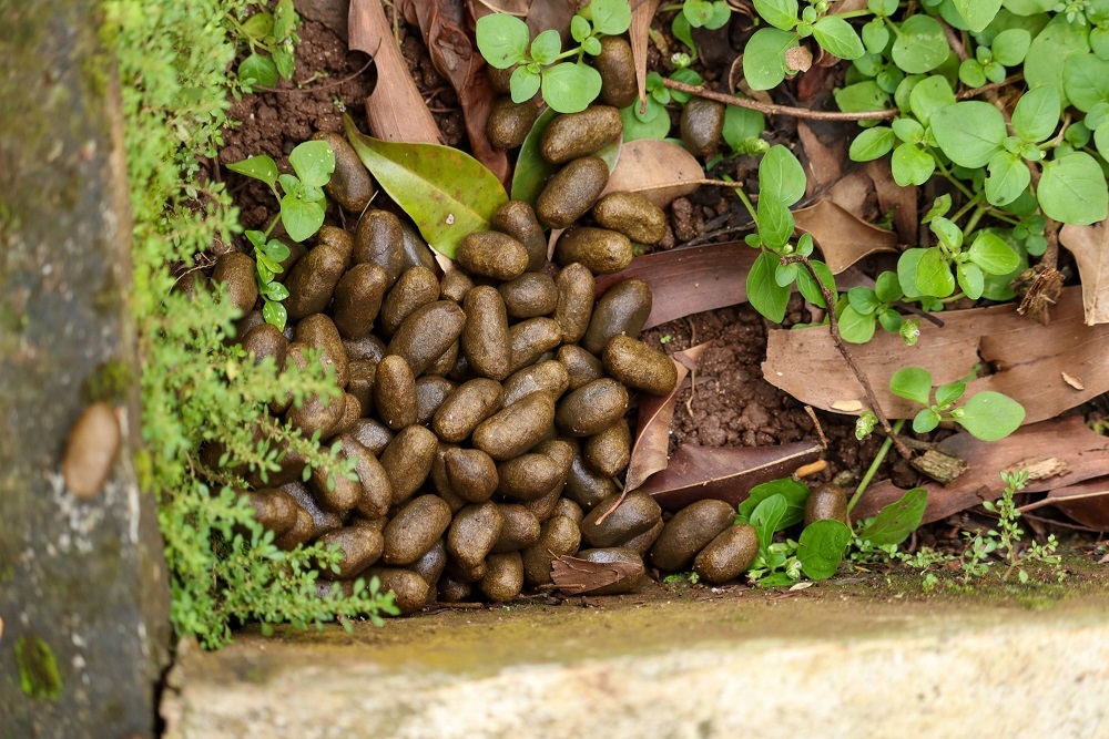 Фекалии капибар напоминают гранулы