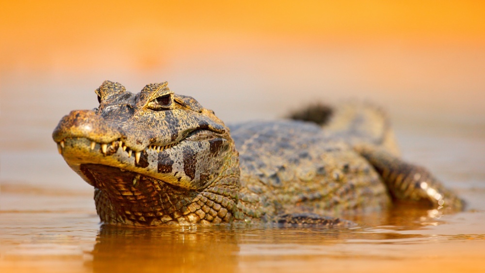 крокодил