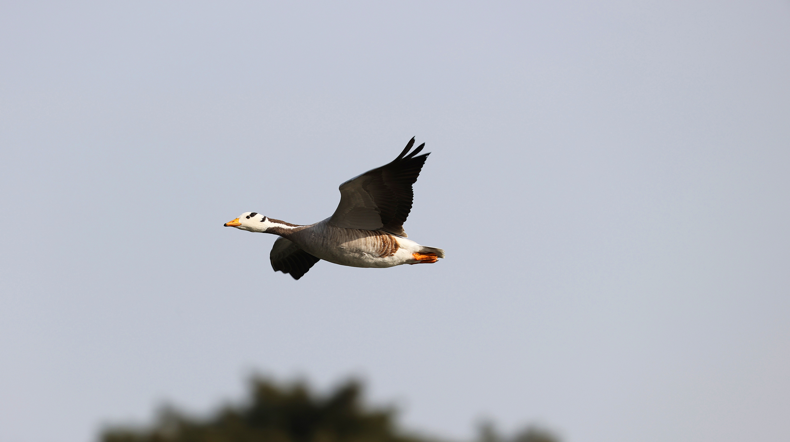 горный гусь