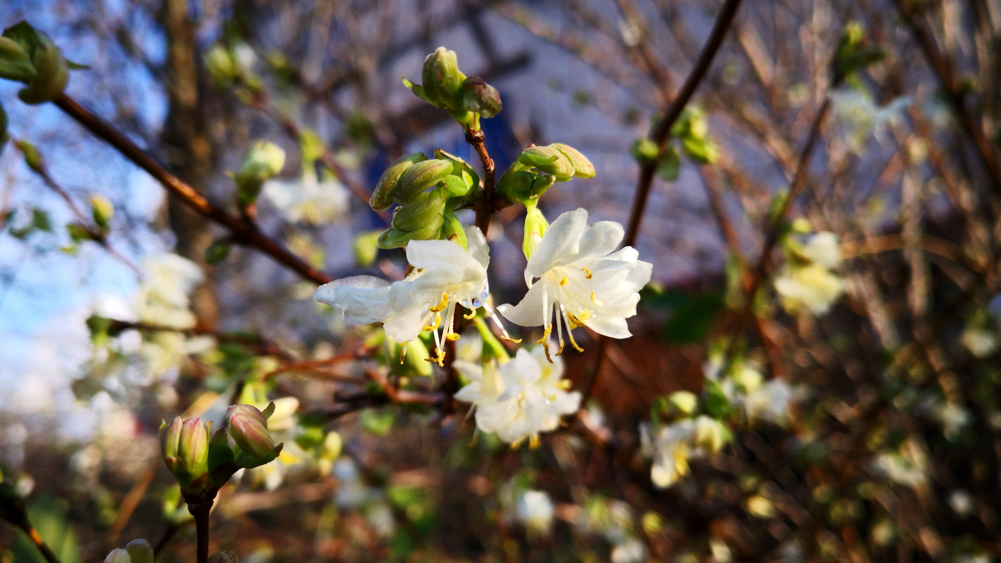 Жимолость душистейшая