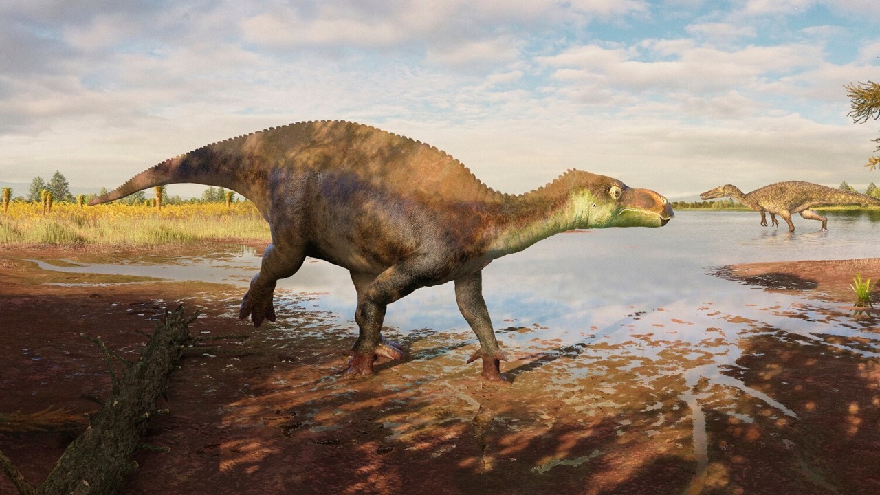 Paludohadros proudlovii