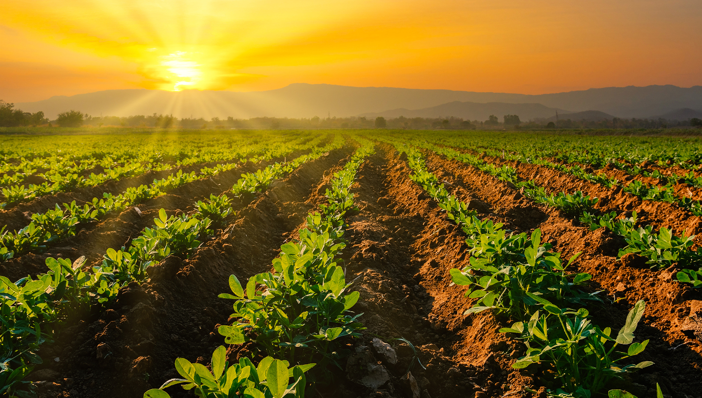 Плантация арахиса
