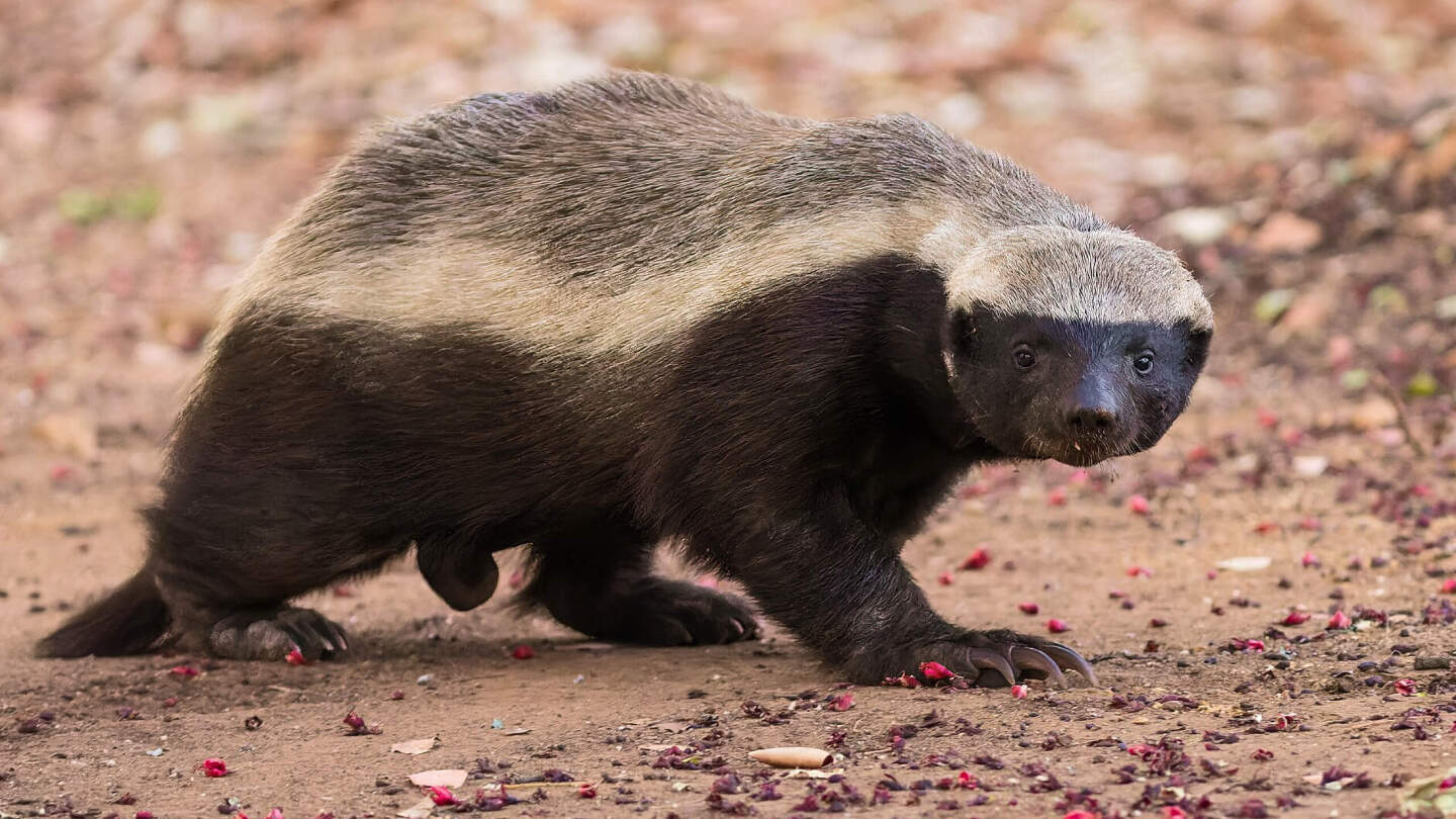 Как выглядит медоед