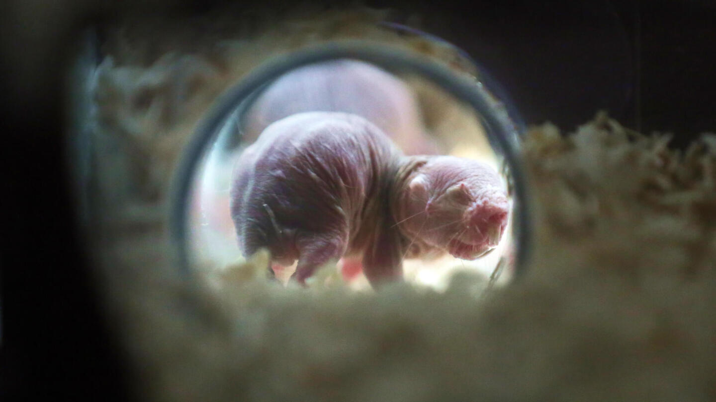 голый землекоп