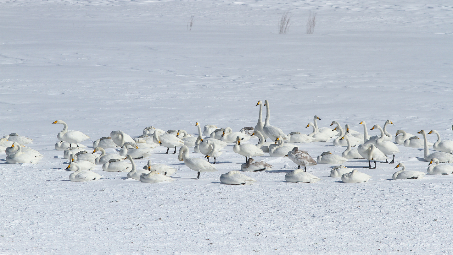 Зимние фотографии из жизни животных снегу, Vaclav, Vladymyr, Ondrej, Bachkova, ктото, зимой, стадо, исландских, будить, Небольшое, ProsickyShutterstockFOTODOMВетреный, лошадей, тигра, амурского, пробежка, BurdiakShutterstockFOTODOMБодрящая, преображает, весны, nataliatamkovichShutterstockFOTODOMА
